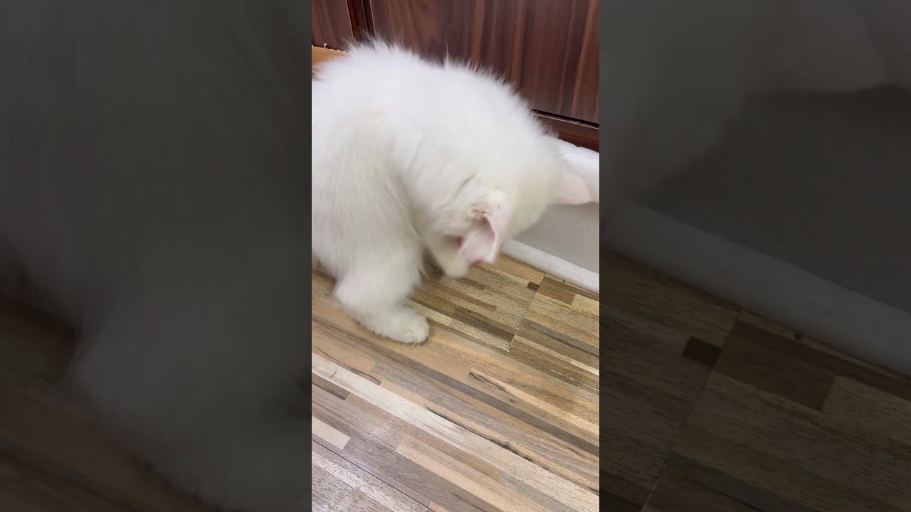 white Persian cat, Persian cat, Persian kitten, kitten play, Playing cat, cat play with ball 