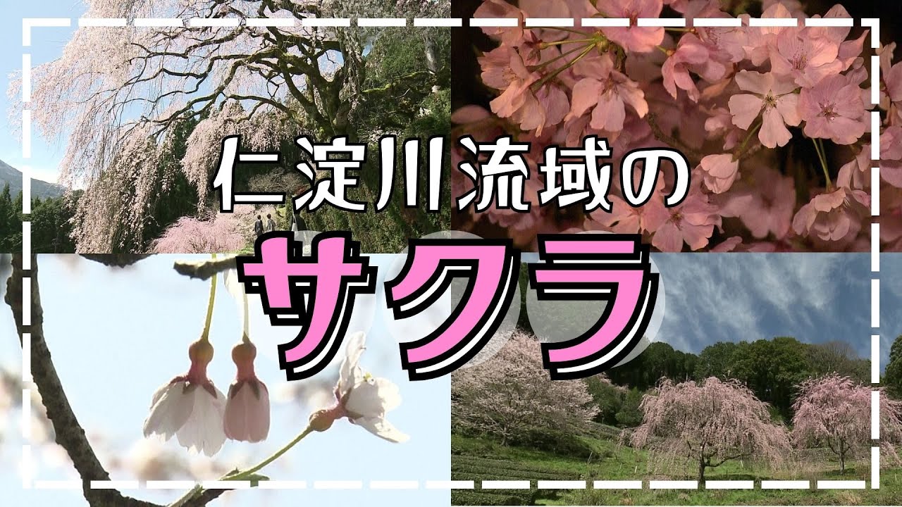 「高知のサクラ特集・仁淀川流域のサクラをご紹介🌸」2024/4/1放送
