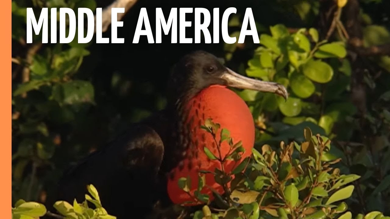 Middle America - Crocodiles, Maya and Shamans | Full Documentary