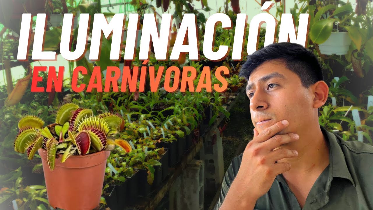 Iluminación en Venus Atrapamoscas | Cultivo exterior e indoor explicado