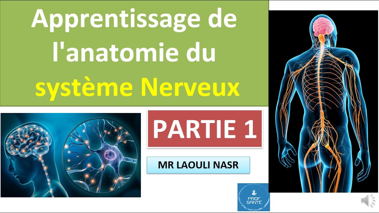 partie 1 : Apprentissage de l'anatomie du système Nerveux