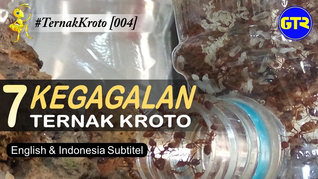 7 Kegagalan Ternak  Semut RangRang! #TernakKroto 004