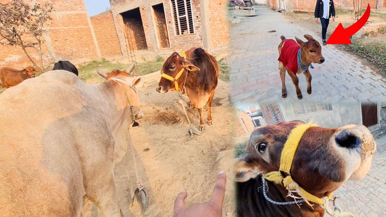 New Cow Baby Ko Akela Chhor Diya Dar Ke Hmare Pichhe Bhag Liya 😅 Red Cow Ki Aakho Me Ye Kya Huaa 😢
