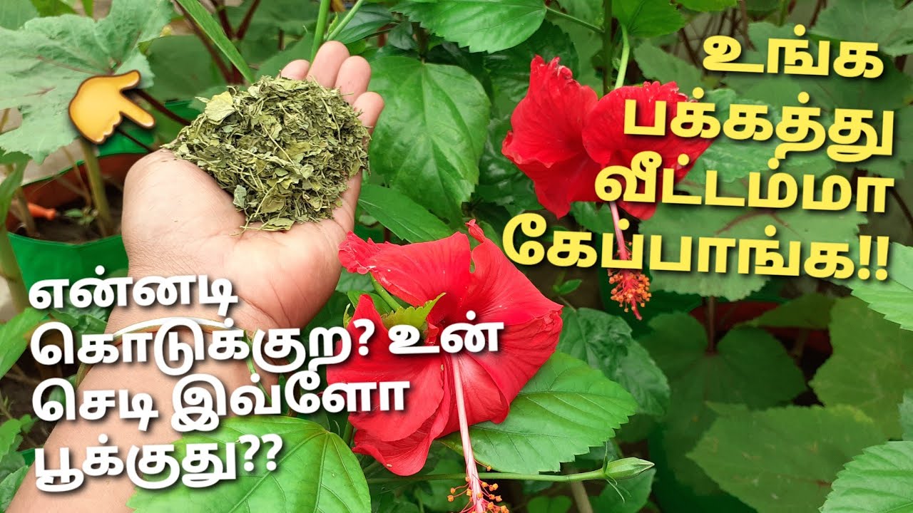 செம்பருத்தி நெறய பூக்குற ரகசியம்