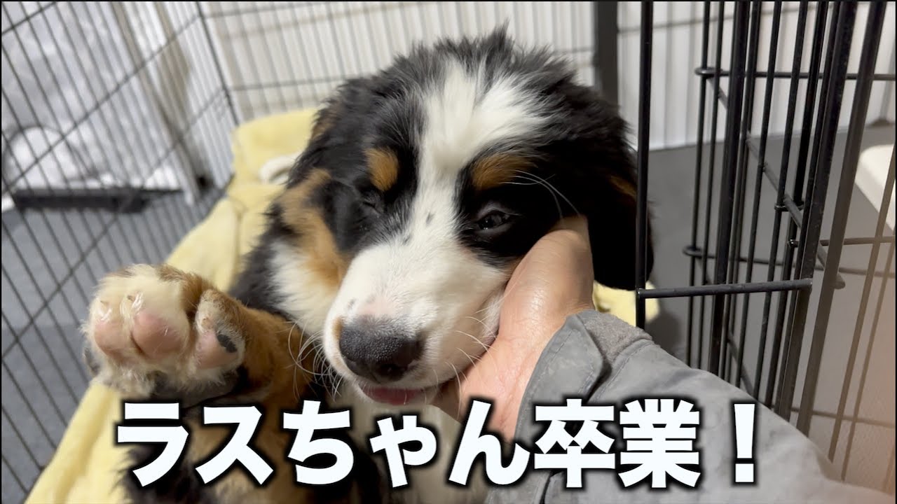 ラスちゃん卒業しました！