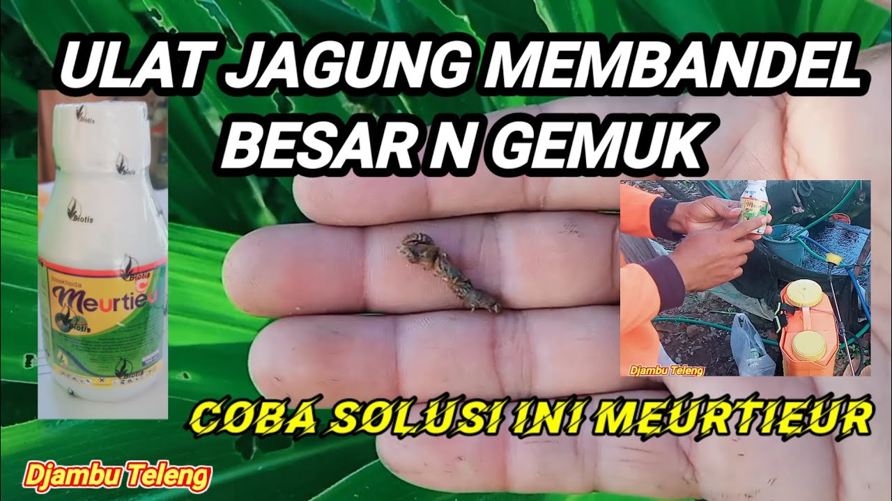 ULAT membandel dan kebal insektisida.. MEURTIEUR.