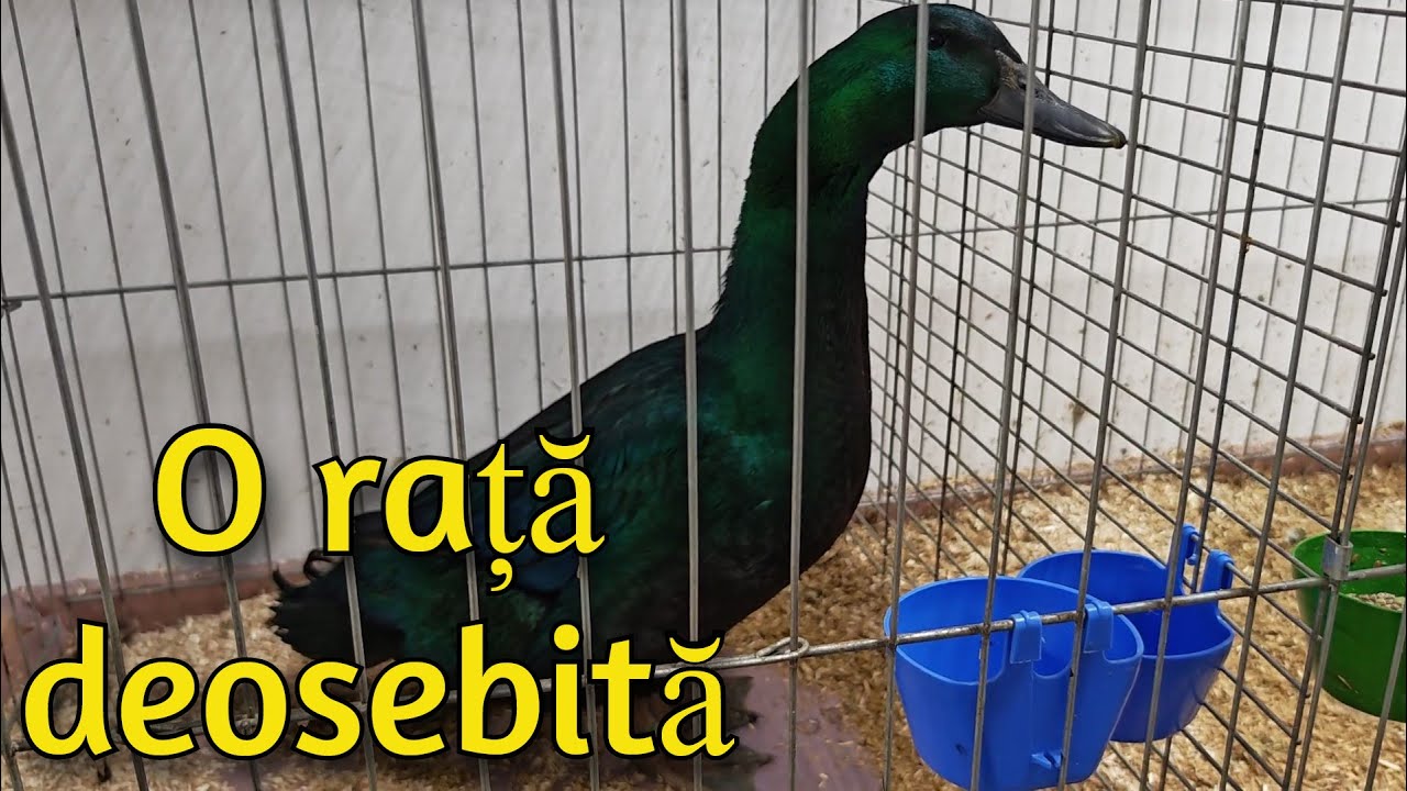 Expozitia Sibiu rațe/găini/iepuri 12-13.12.2025