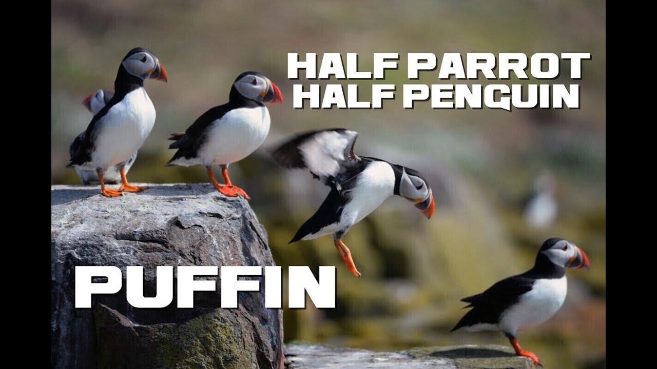 Puffin Facts - The Gluttonous Parrot Penguin - Animal a Day