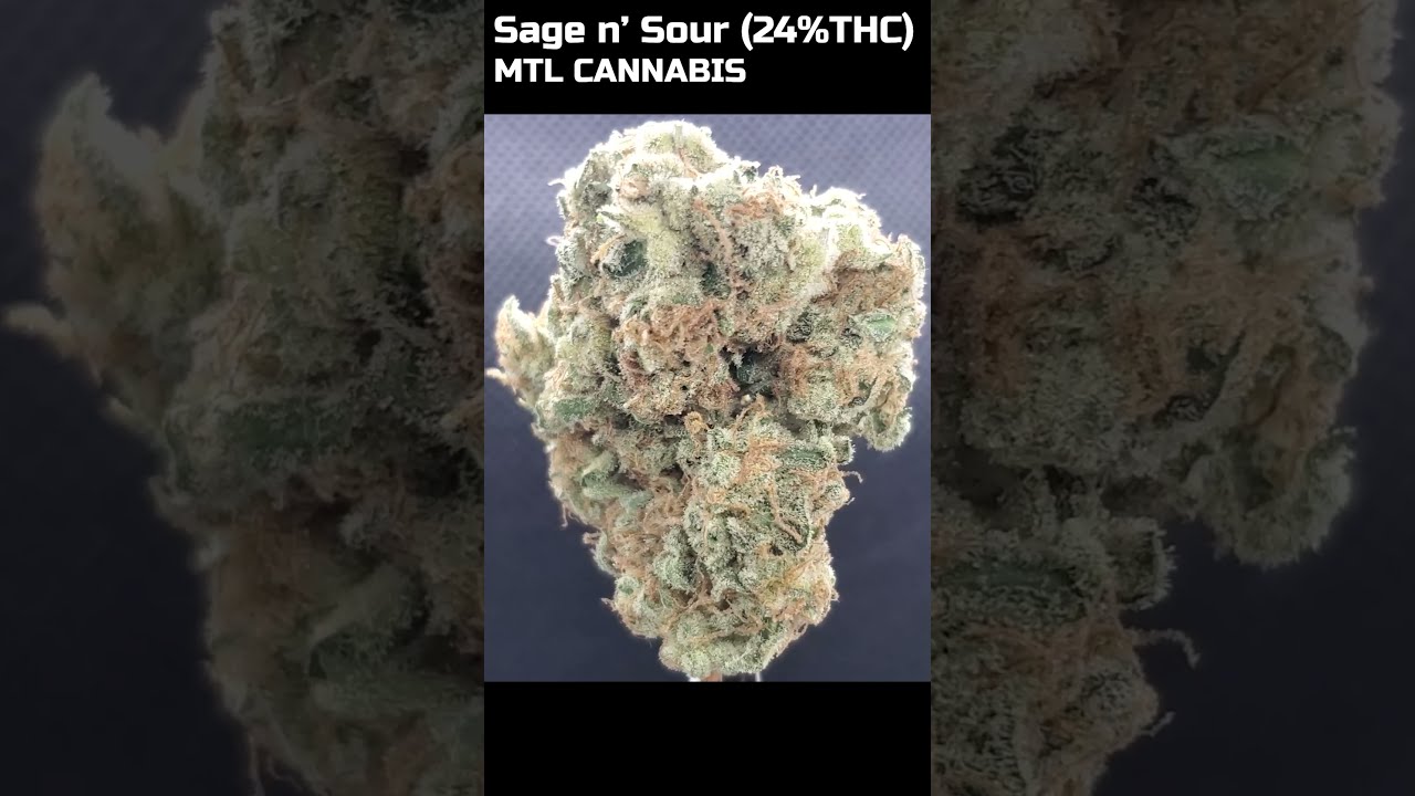 SAGE N' SOUR - MTL Cannabis - 24% THC - #zoombud #shorts #SQDC