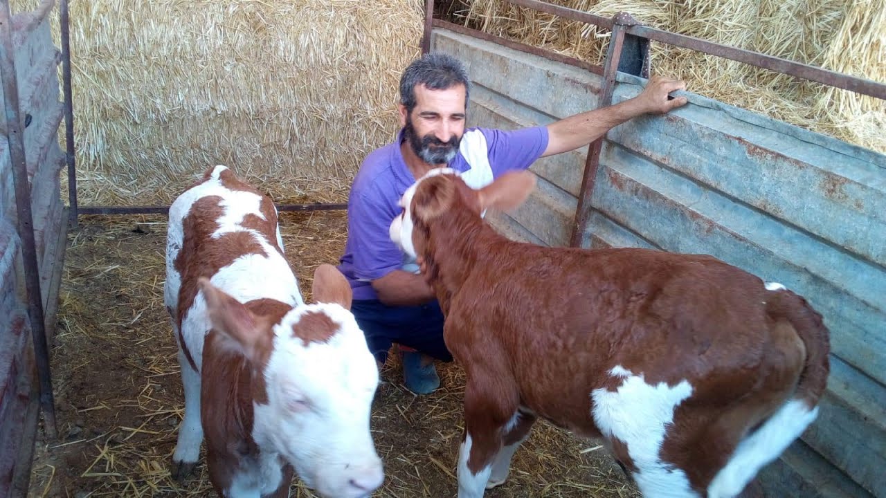 İkiz Doğum Yapan Düve Veterineri Bile Şaşırttı