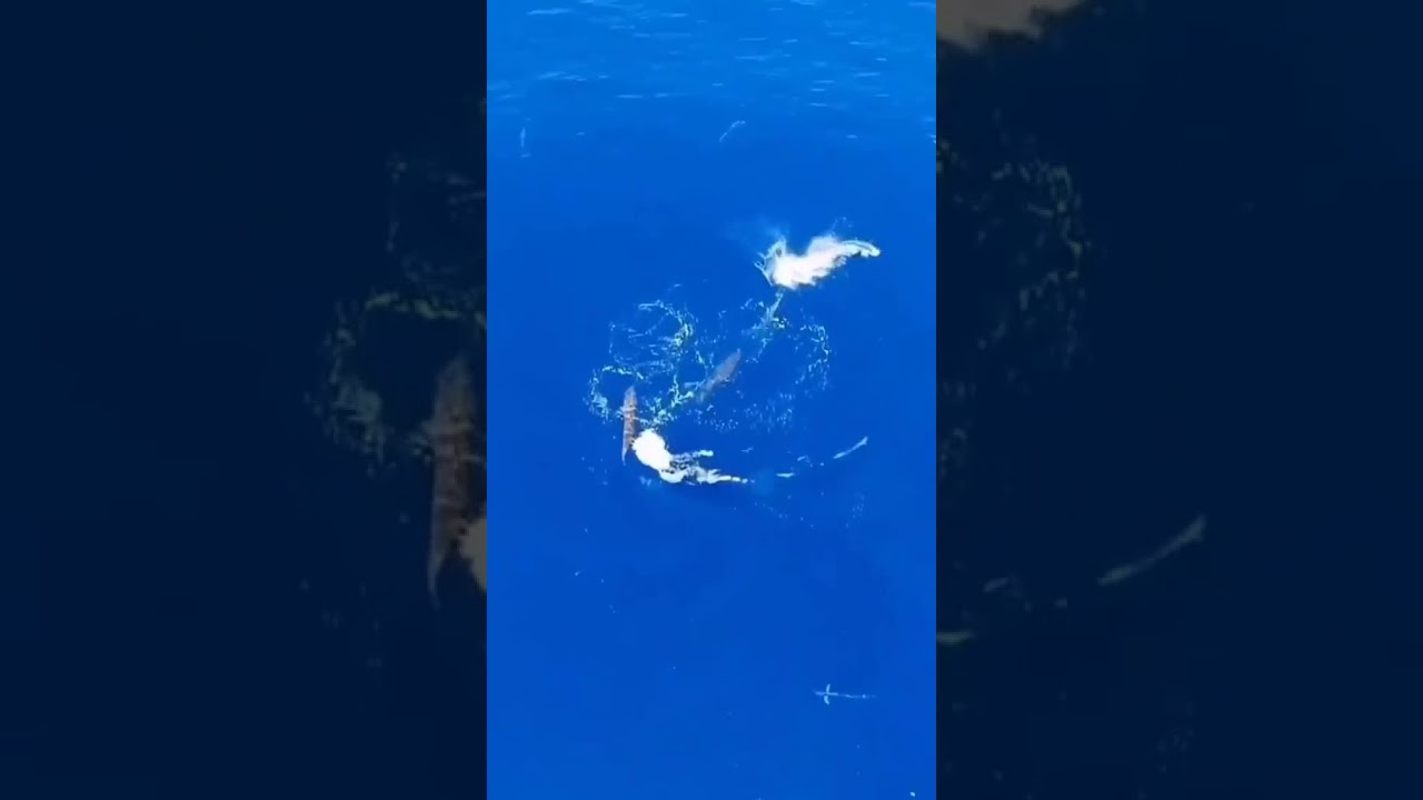 Incredible drone footage🐟✈️. #shorts#spearfishing#tuna