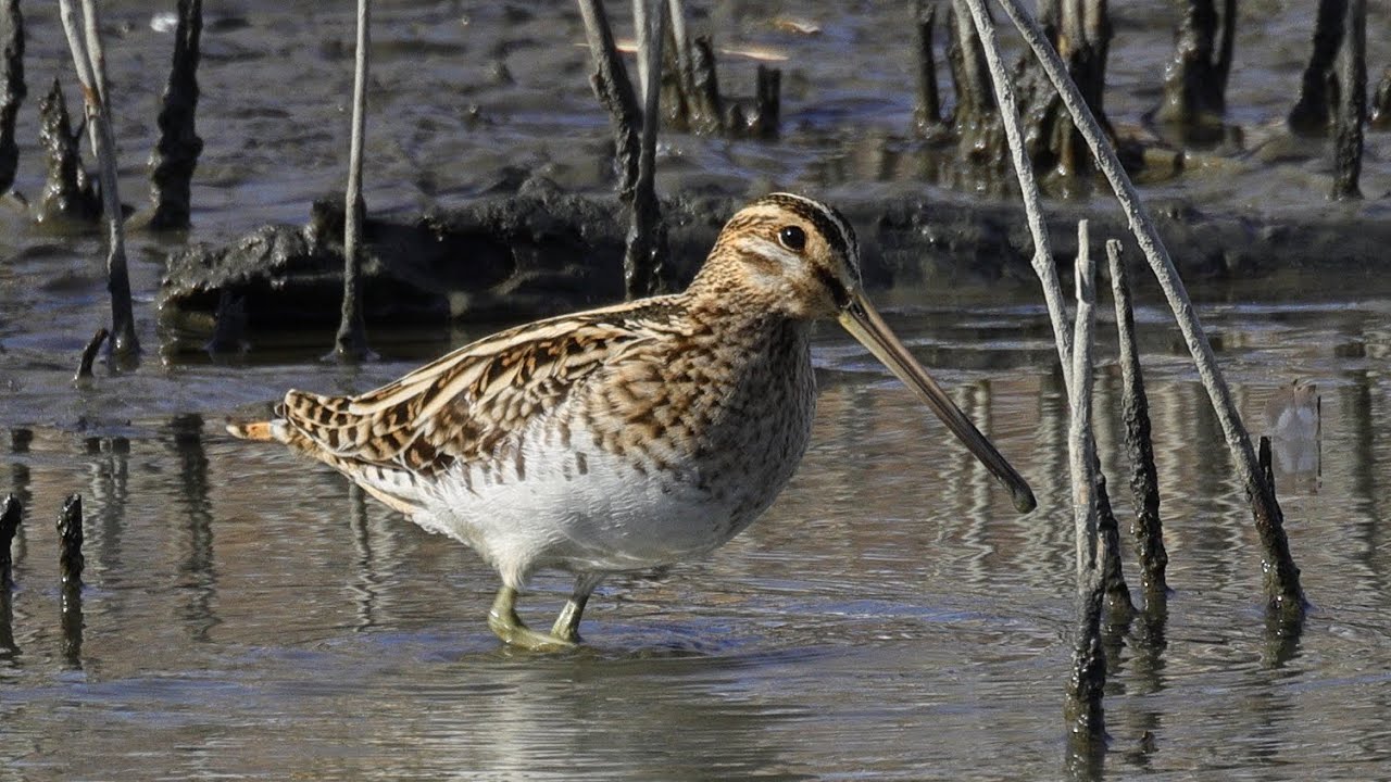 タシギ　野鳥　Common snipe　Gallinago gallinago　wildbirds　260106