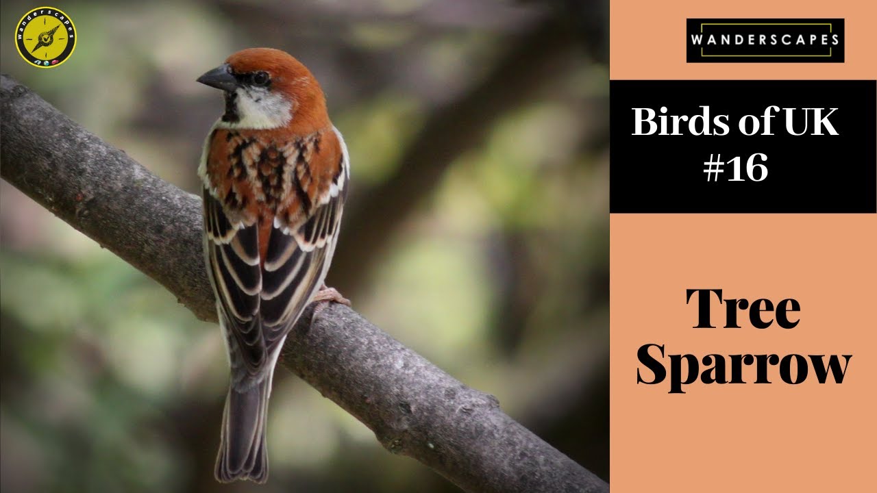 Tree Sparrow || Birds Of UK || Episode -16