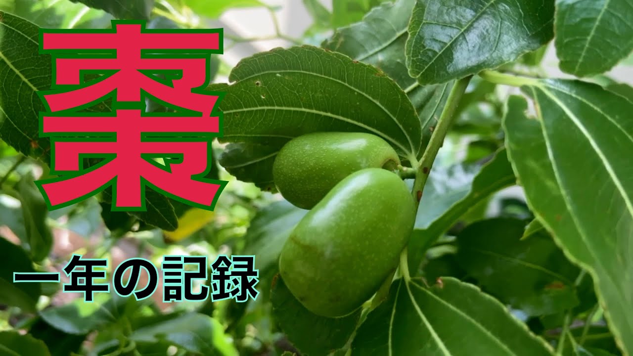 生のなつめってどんな味？育ててみよう【ベランダ栽培】（修正版）