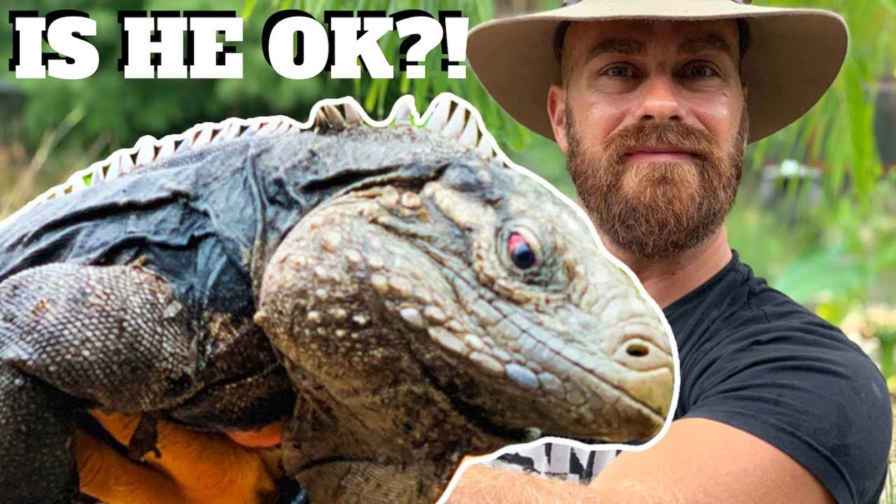 What Happened to my Iguana Guapo!