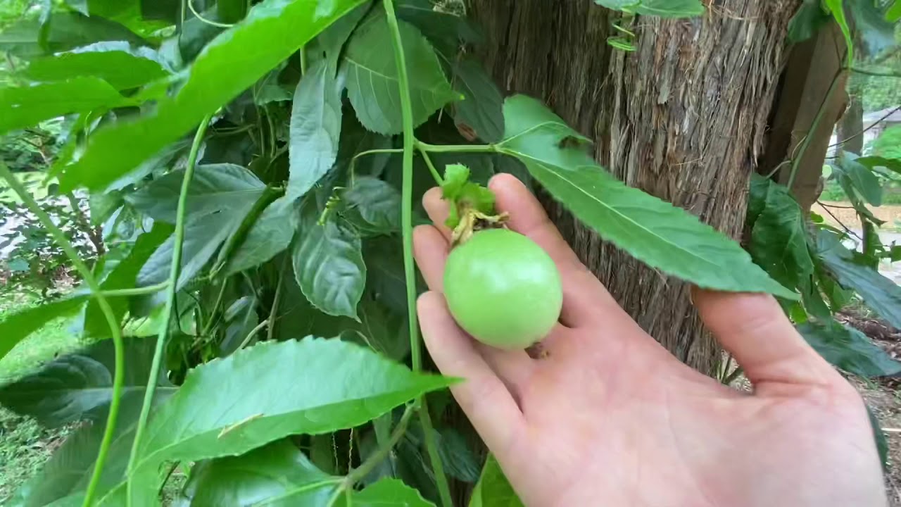 Florida Food Forest Zone 9a UPDATE! Passionfruit, Berries, Bananas