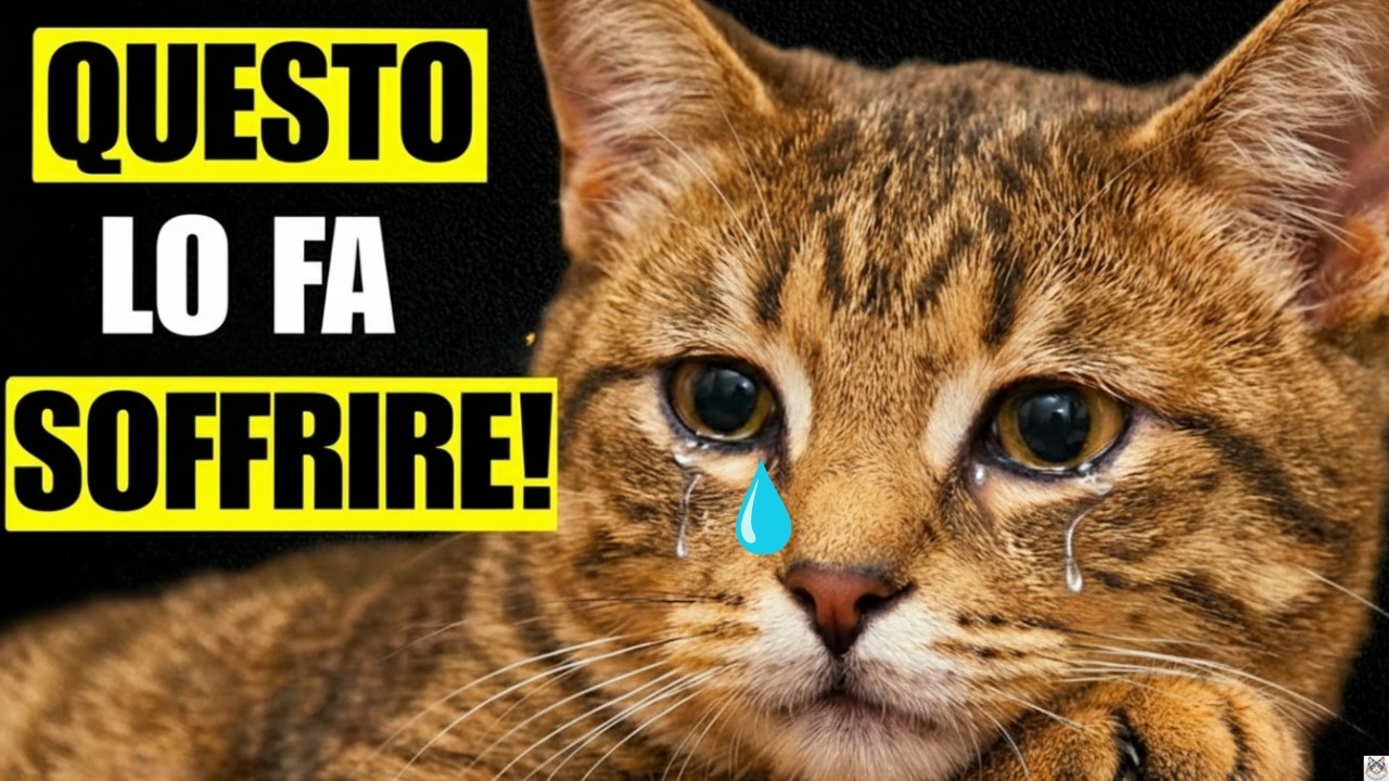 SMETTI SUBITO! 13 errori che fanno soffrire il tuo gatto