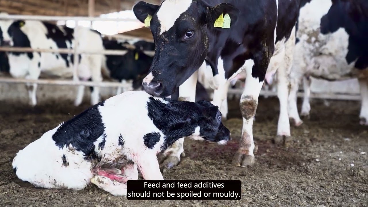 Hayvan Refahı - Animal Welfare