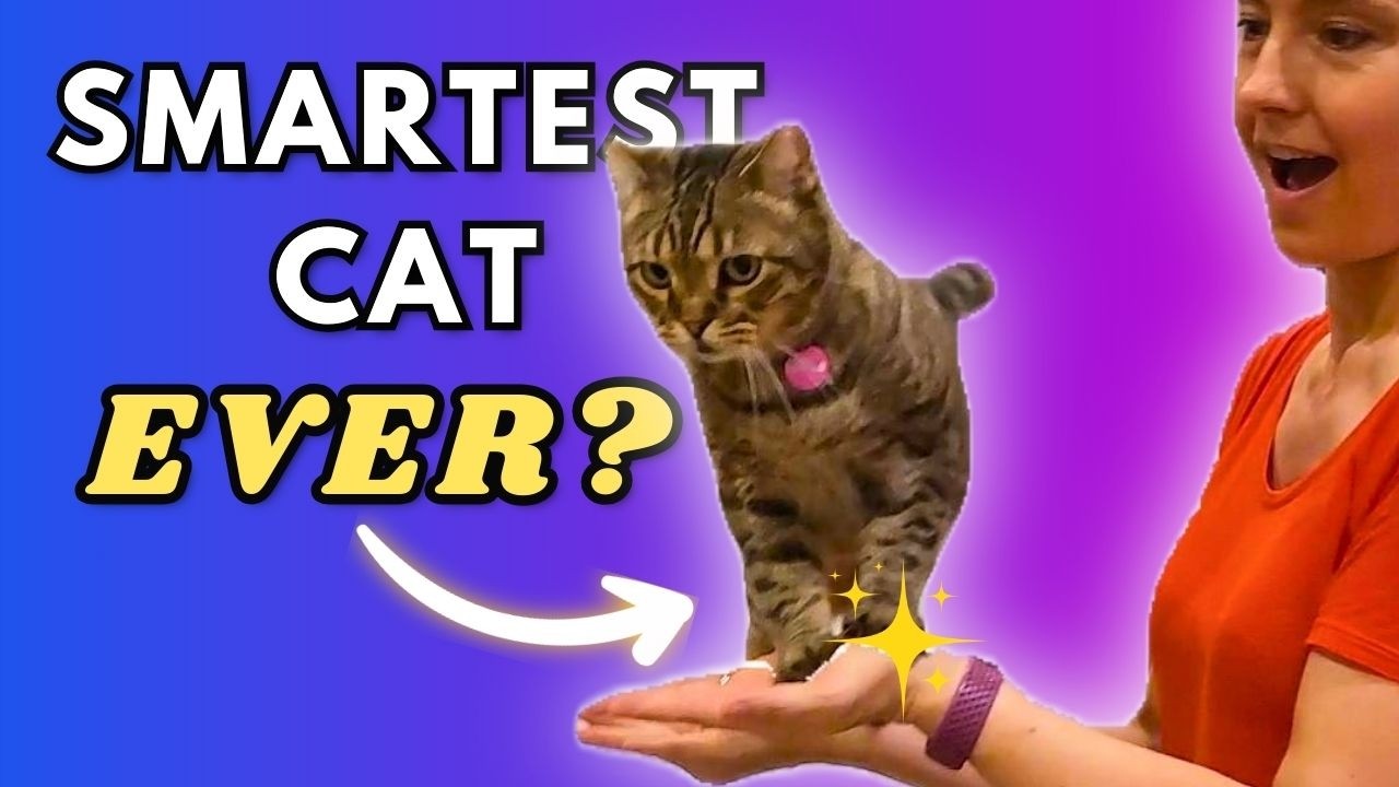 Amazing Cat Tricks Compilation by Mocha the Circus Cat (Super Clicker-Trained Bengal!)