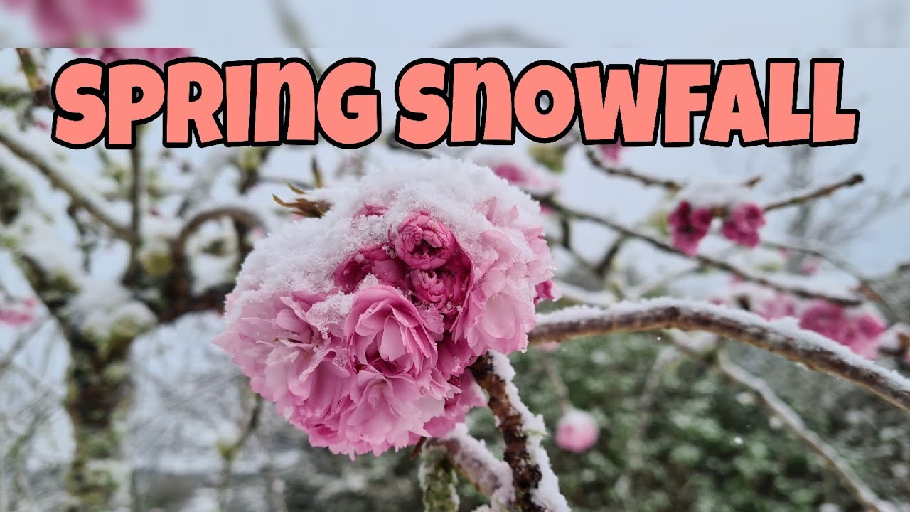 SPRING SNOWFALL 2020 | EXPERIENCING SPRING SNOW