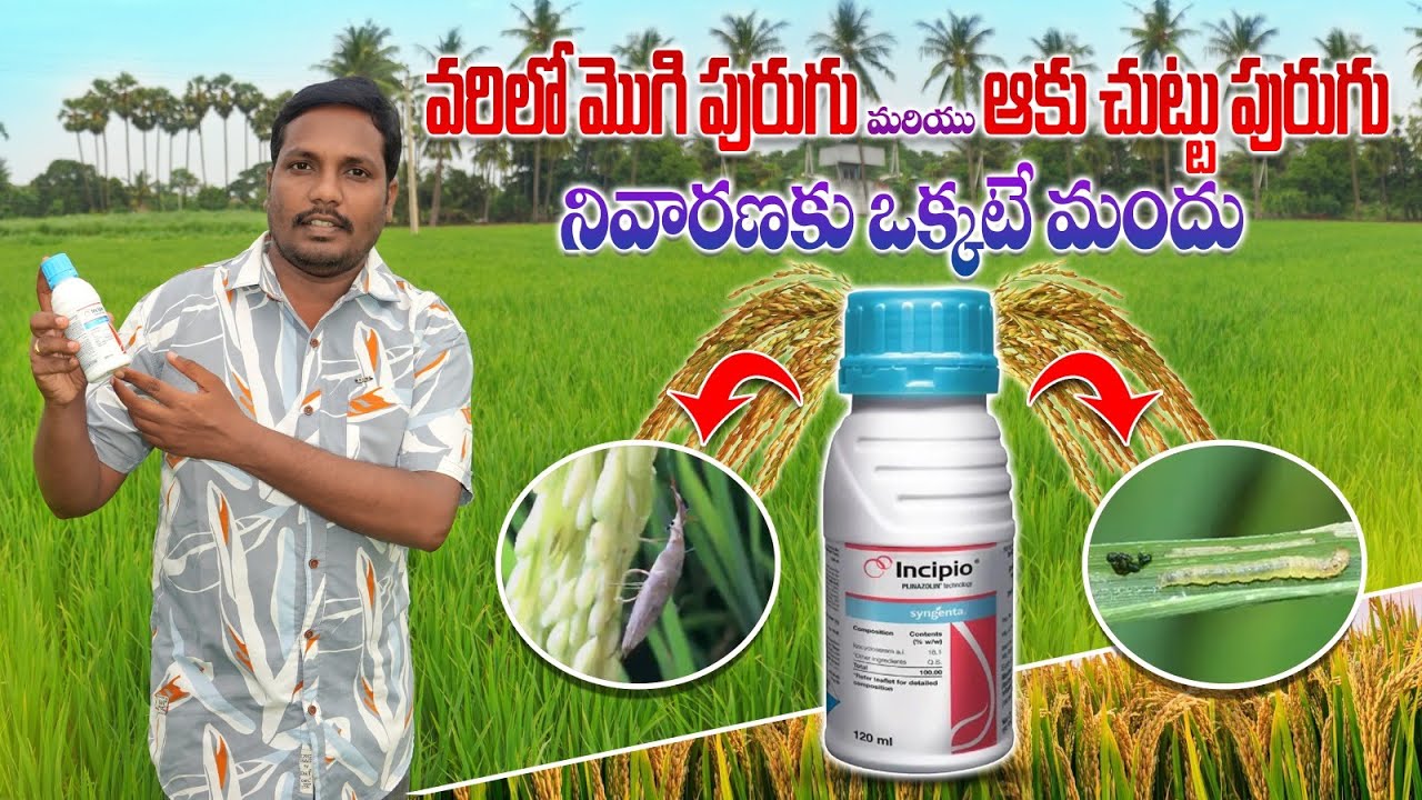 వరిలో కాండం తొలుచు పురుగు ఆకు చుట్టు పురుగు నివారణ | Paddy Stem Borer Control | AgriTech Telugu