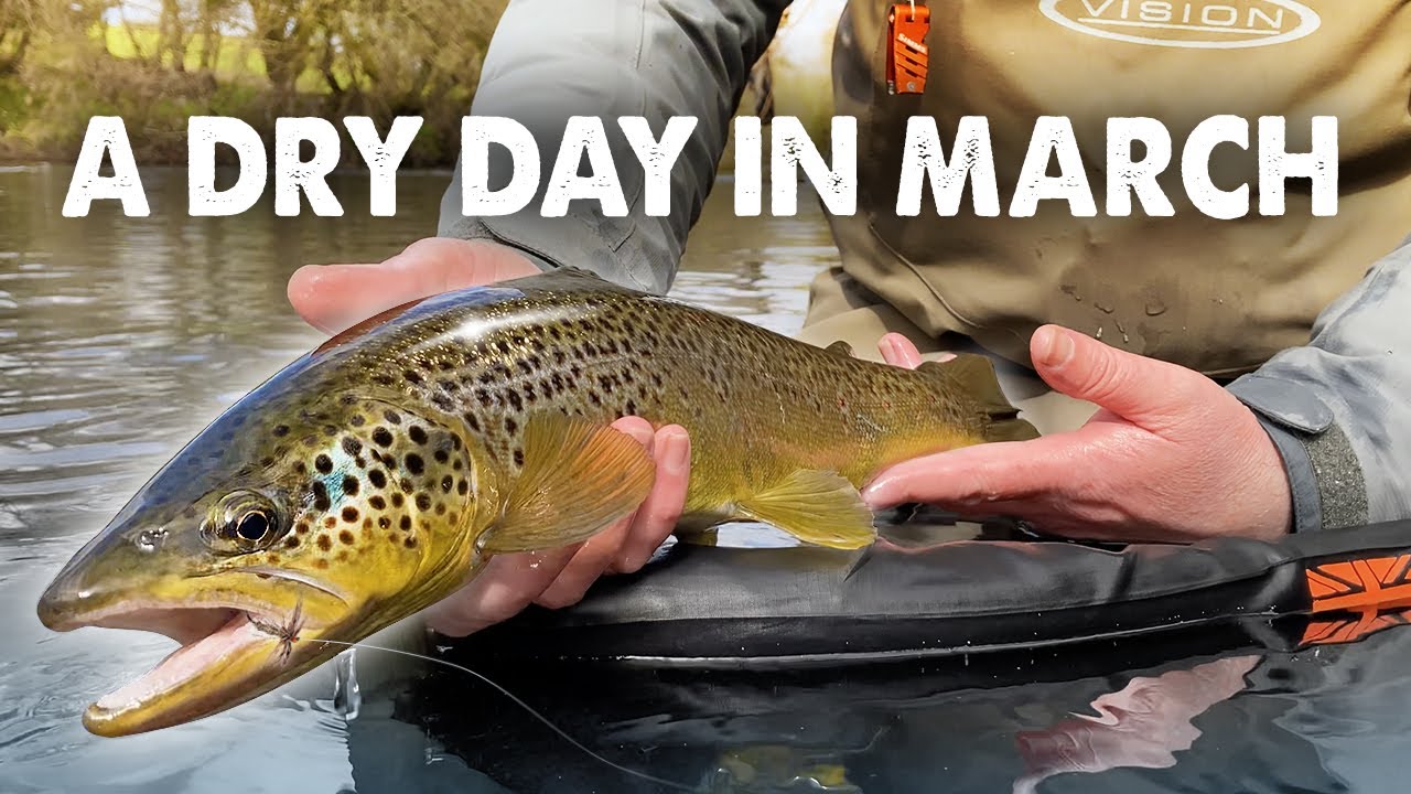 Early season dry fly action – River Loughor, South-west Wales, UK, 2025