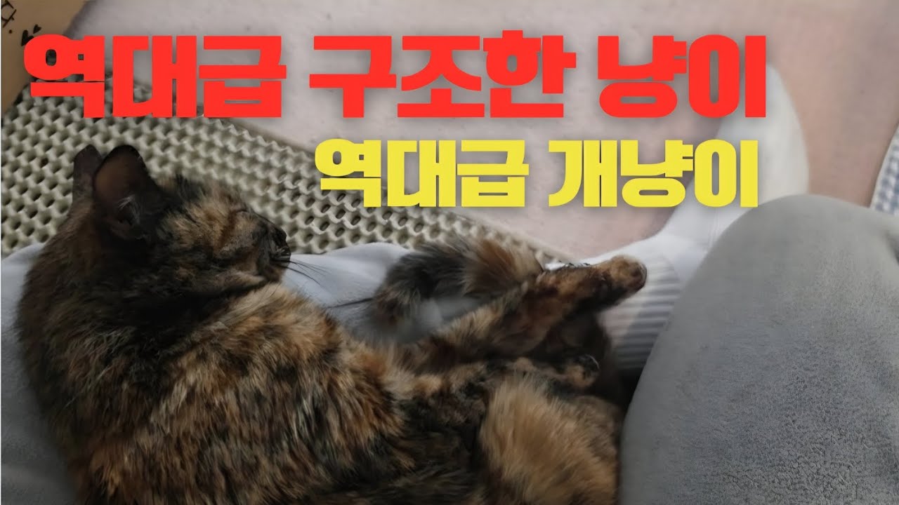 여태 많은 고양이를 구조했지만 이런 냥이는 처음입니다 구독자님들 저...어찌해야할까요