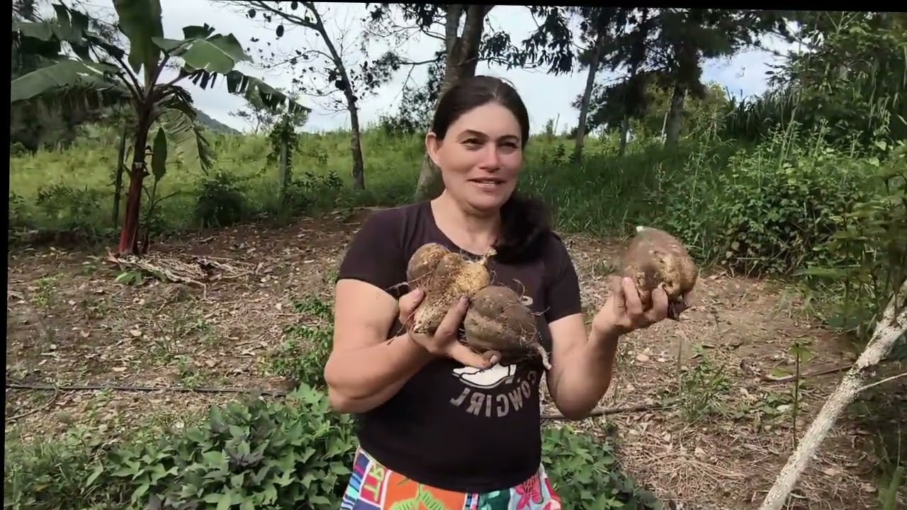 Batata doce doce roxa#plantas#batata#vidanaroca 