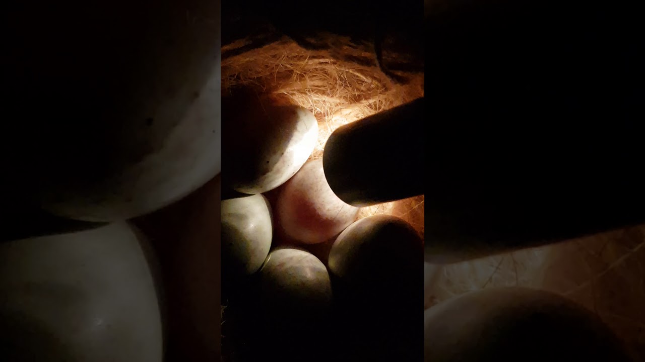 Canary eggs day 10 incubation period.