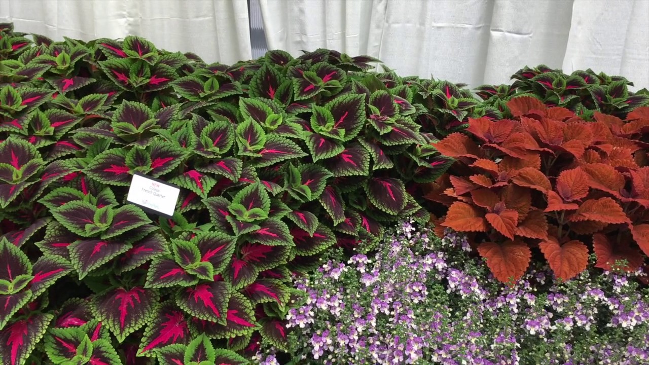 New Coleus for 2017 from Ball FloraPlant