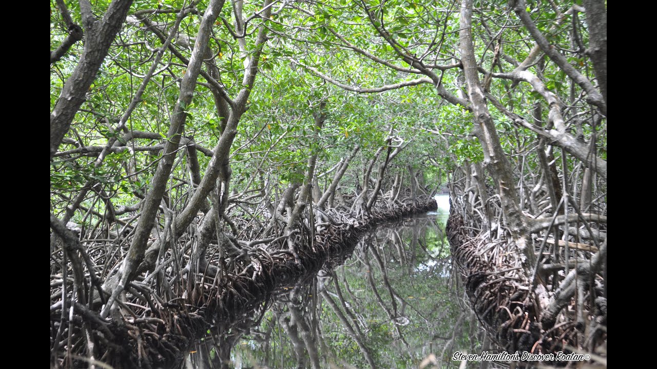 Mangrove Tunnels Excursion | Jonesville, Roatan