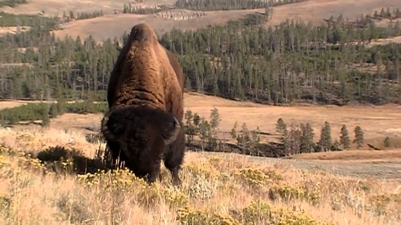 Big Bison Bulls - Yellowstone NP