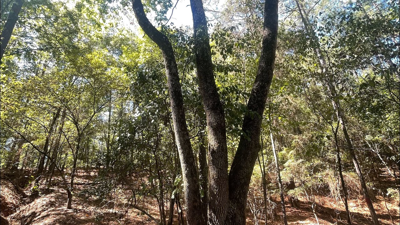 Big Persimmon Trees, Poaching, and a close call with a doe!