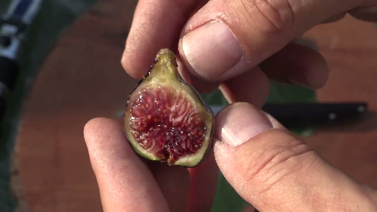 First Black Madeira of 2023 !!!  June 17, Michigan USA @backyardfigs