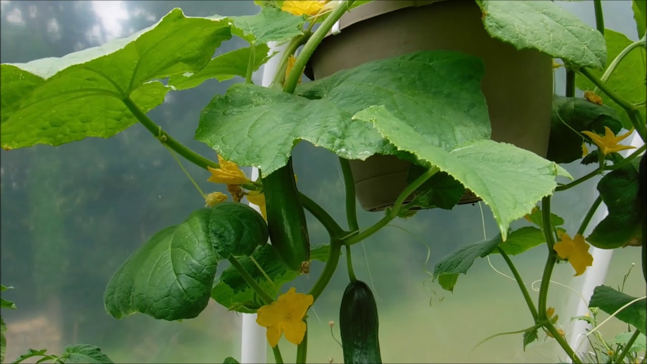 cucumbers growing in hanging baskets update, cucumber greenhouse growing experiment update June 20 2