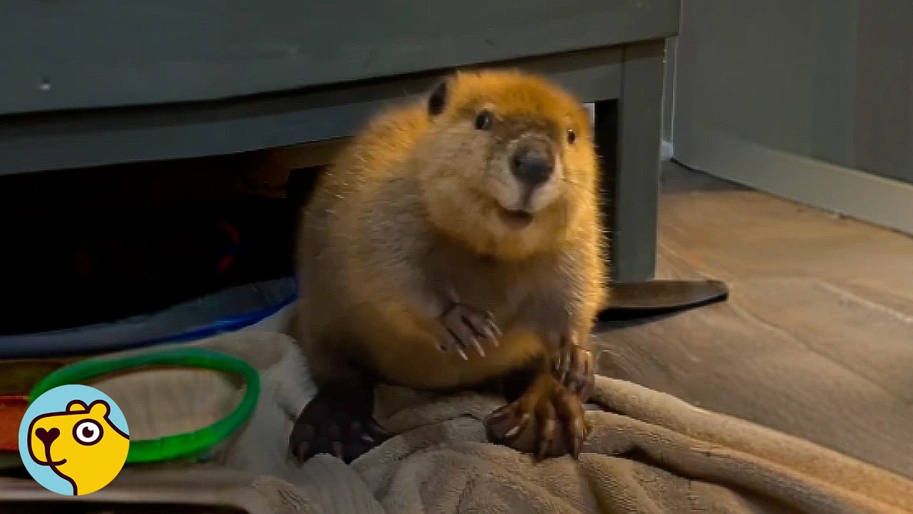 Baby Beaver Found In Field Now Loves Building Dams In Forever Home