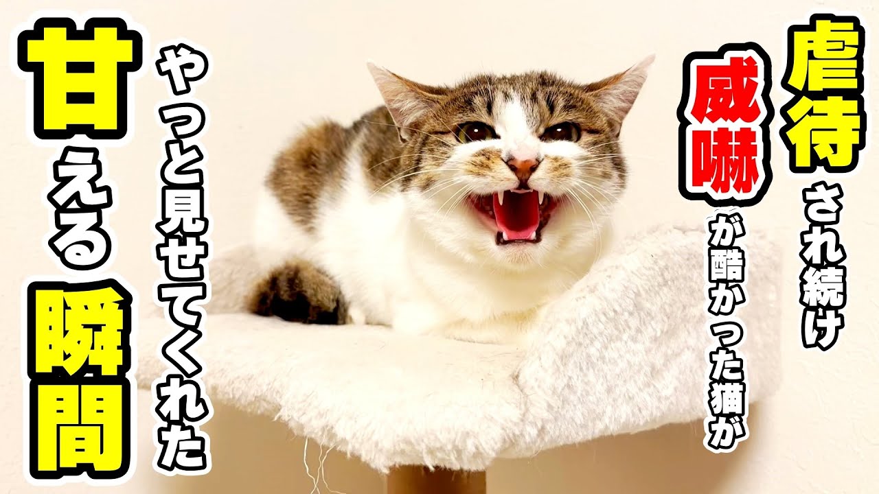 【保護猫】虐待され続け人を信用できなくなった猫が心を開いてくれた瞬間(ゆずちゃん）