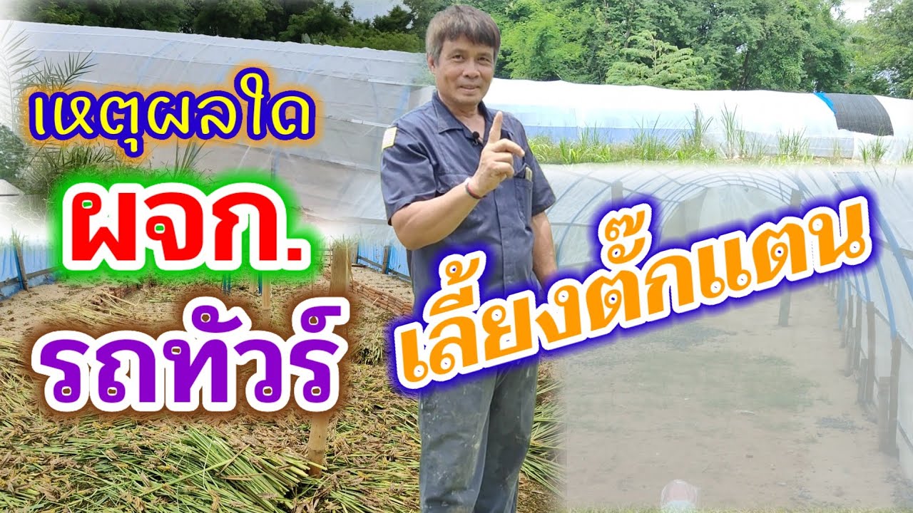 ผู้จัดการรถทัวร์  ลงทุนเลี้ยงตั๊กแตน แห่งที่ 2 จัดการฟาร์มอย่างไร