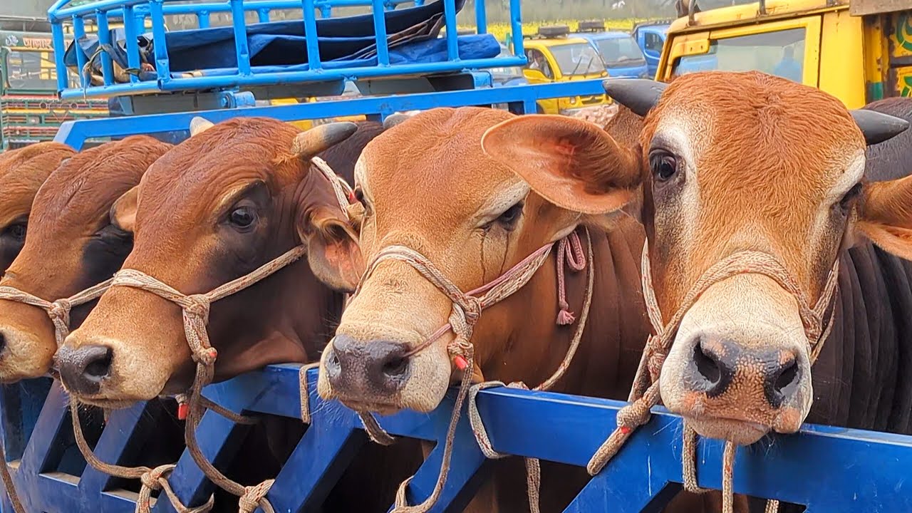 cow unloading, cow videos, cow video, animal, big cow, goru hamba cow, Ep-14