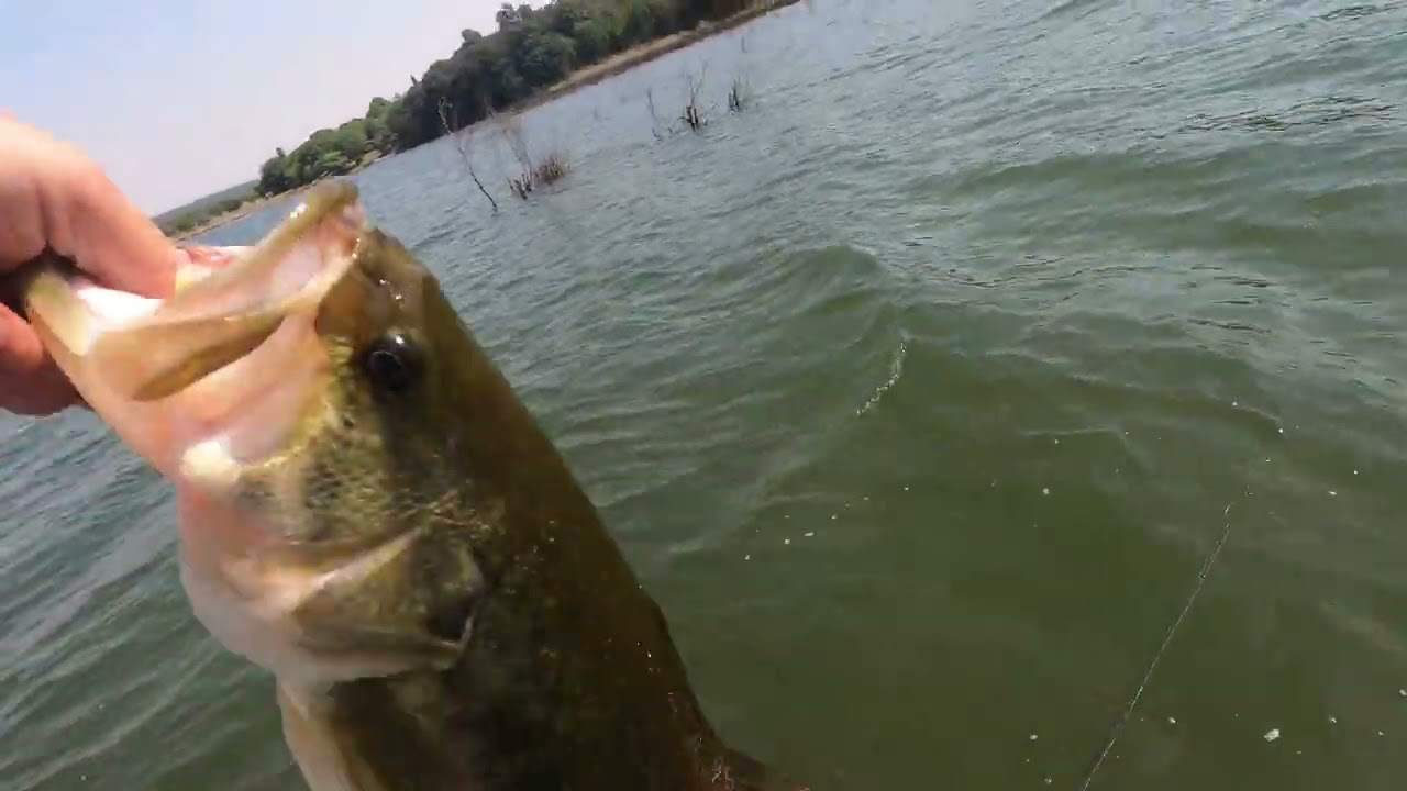 Morgenstond Spawning bass in October