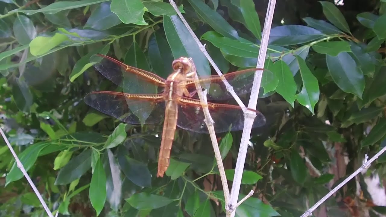 Dragonfly by pixlhaus