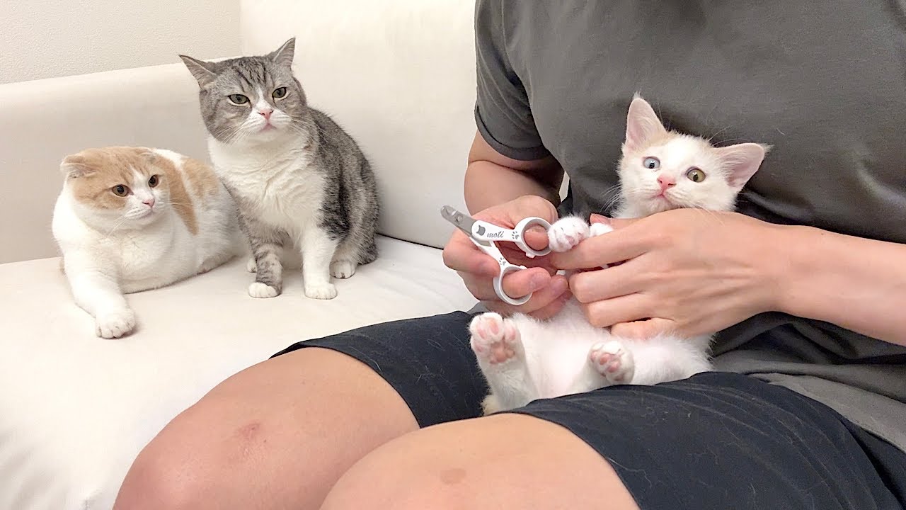 新入り子猫が爪切りされてるのを見て助けに来た先輩猫たちでしたがまさかのこうなっちゃいました…