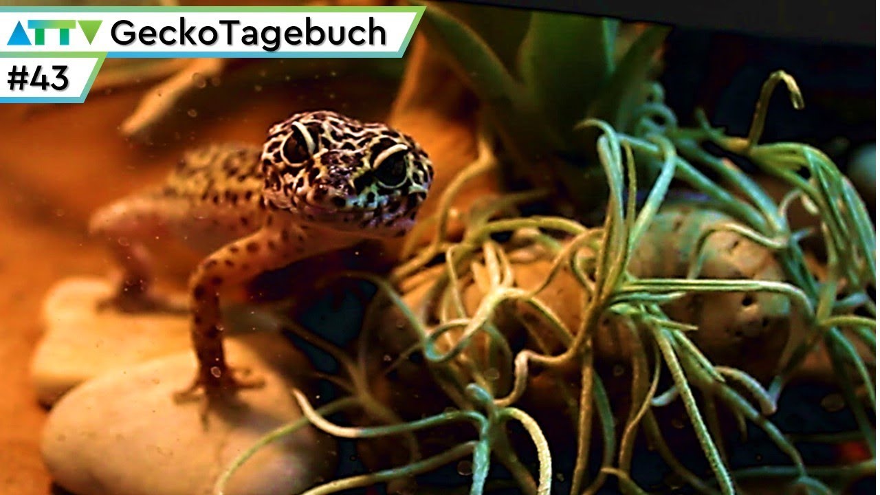 🦎 PFLANZEN für ein WÜSTENTERRARIUM |#44| GeckoTagebuch