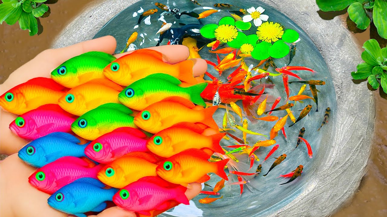 Amazing Catch Strange Colorful Aquariums In Small Pond, Baby Turtles, Arowana Fish | Fishing Videos