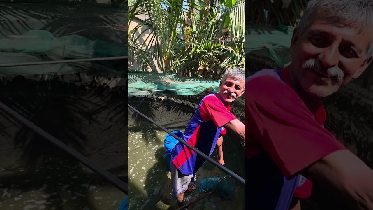 തൃശ്ശൂർ അത്താണി യിലുള്ള മുറ്റത്തെ മീൻ ടാങ്കിൽ വളർന്ന വലിയ മത്സ്യങ്ങൾ|meen valarthalvaral murrel fish
