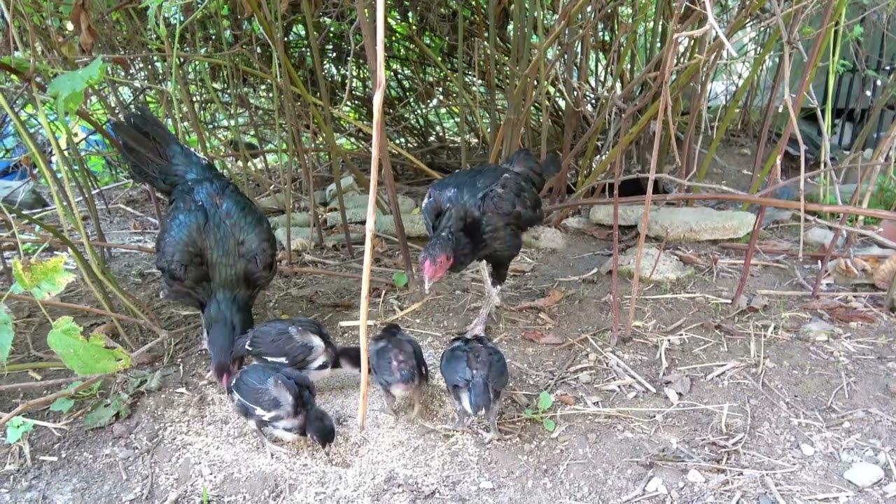 Aseel DNA, Genetics, Breeding Siblings etc ~ Chicken Mini Documentary