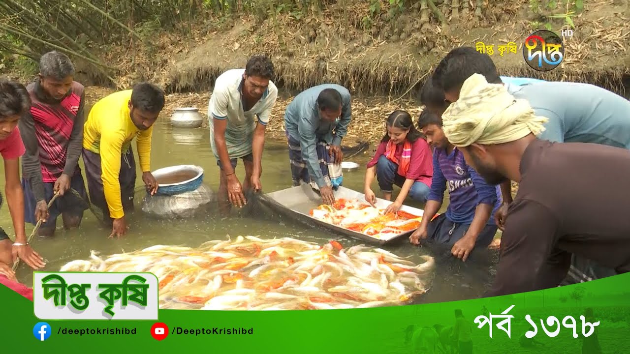 DEEPTO KRISHI | সাতক্ষীরার উদ্যোক্তা সাইফুল্লাহ গাজীর ভাগ্য পরিবর্তন করলো রঙিন মাছ | Deepto TV