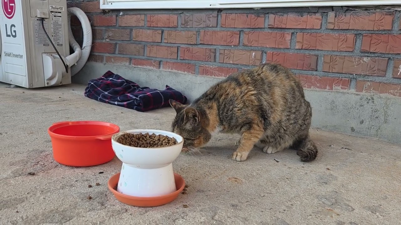 우리집앞 길냥이 