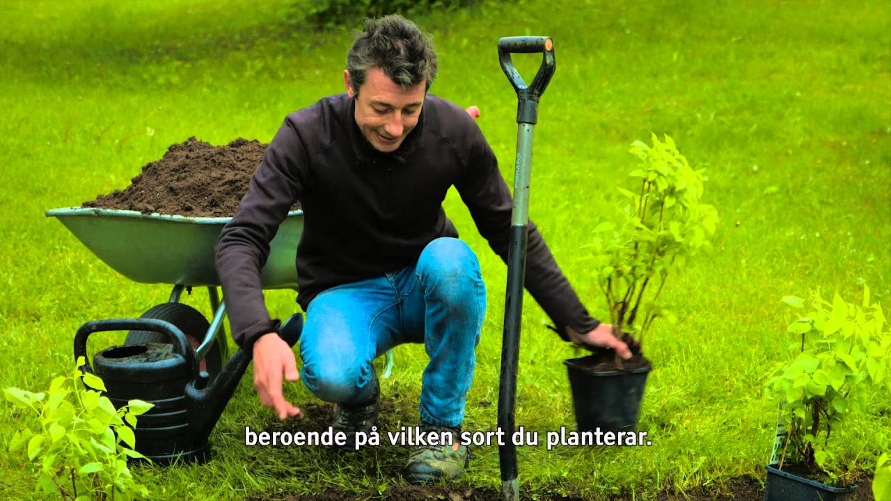 Hasselfors Garden - Adrians trädgård: planterar en häck