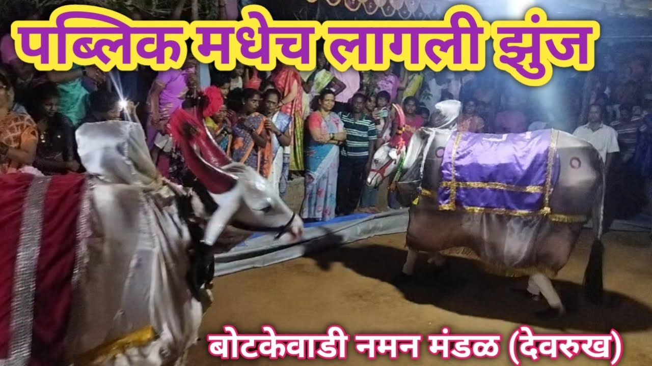 🐂 दोन बैलांची लागली पब्लिक मधेच झुंज !! देवरुख बोटकेवाडी नमन मंडळ!! #kokn #surajdalvi #odhgavchi